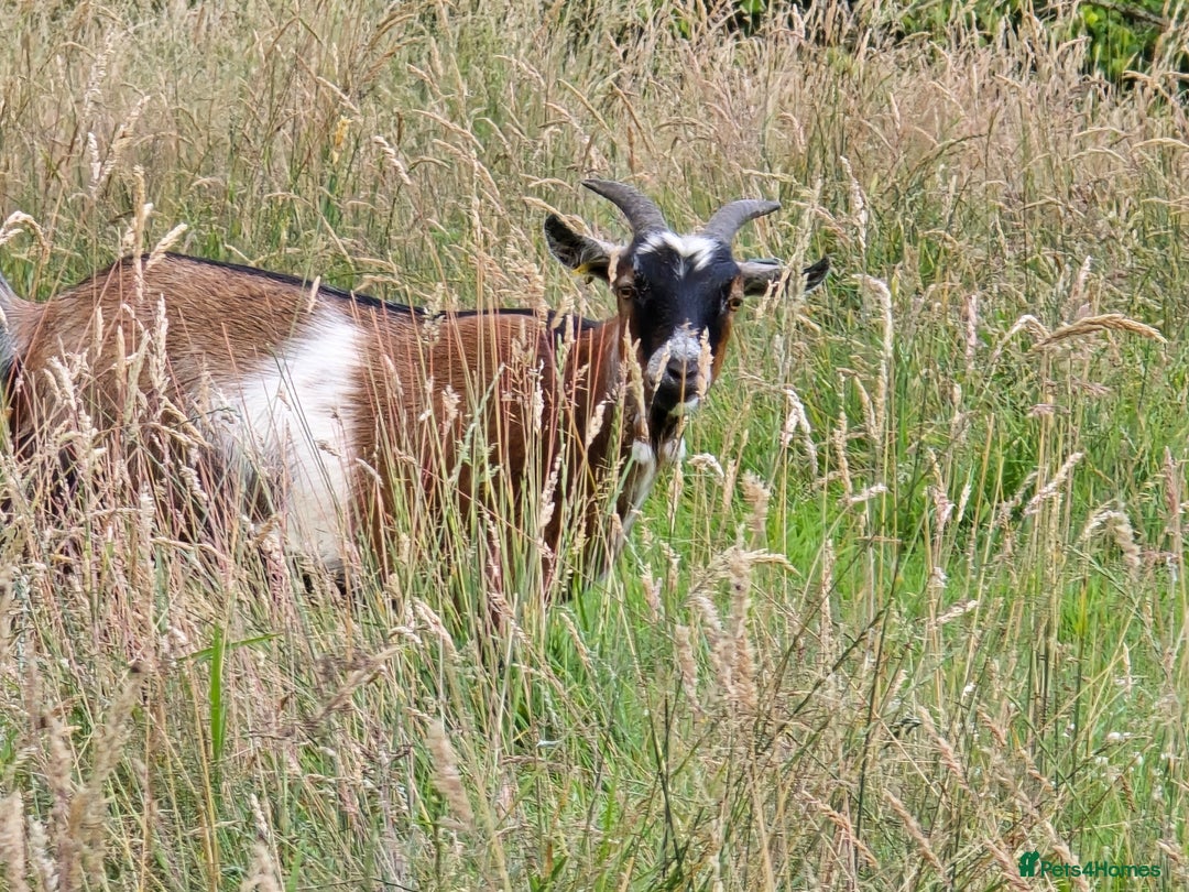 Goats livestock for sale: Four lovely pygmy goats for sale - Image 2