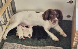 Mixed Breed dogs for sale: 6 very loved puppies - Image 1