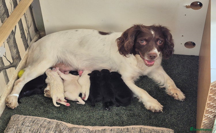 Mixed Breed dogs - Advert 15