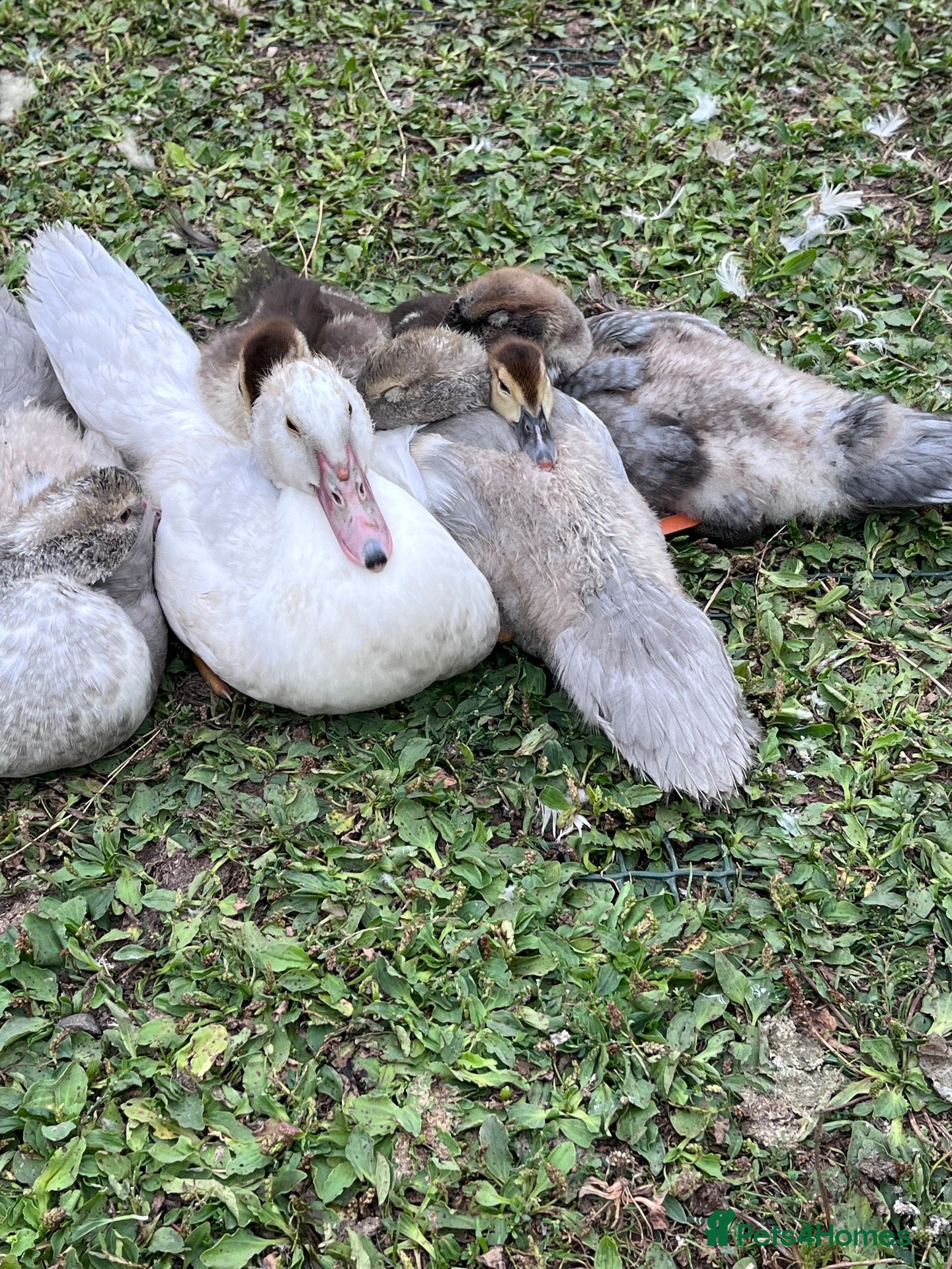 Ducks poultry Muscovy Ducks for rehoming - Advert 1