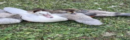 Ducks poultry for sale: Muscovy Ducks for rehoming in Sleaford - Advert 1