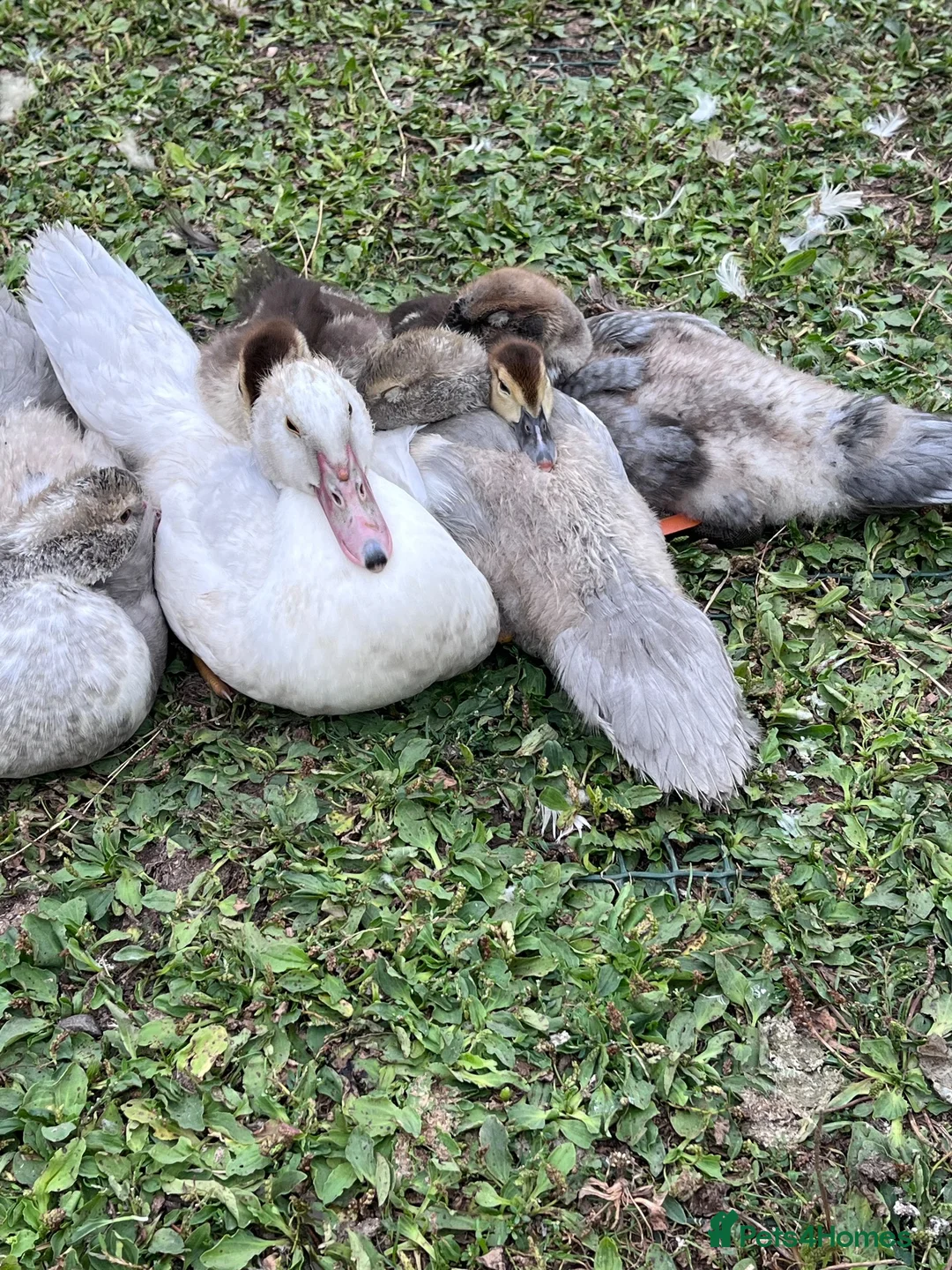 Ducks poultry for sale: Muscovy Ducks for rehoming in Sleaford - Advert 1