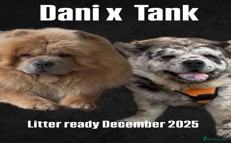 Chow Chow dogs - Advert 1