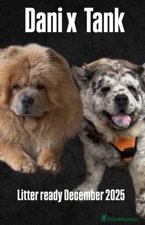 Chow Chow dogs - Advert 1