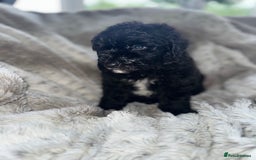 Sheepadoodle dogs for sale: Mini Sheepadoodle reduced **2 remaining  - Image 20