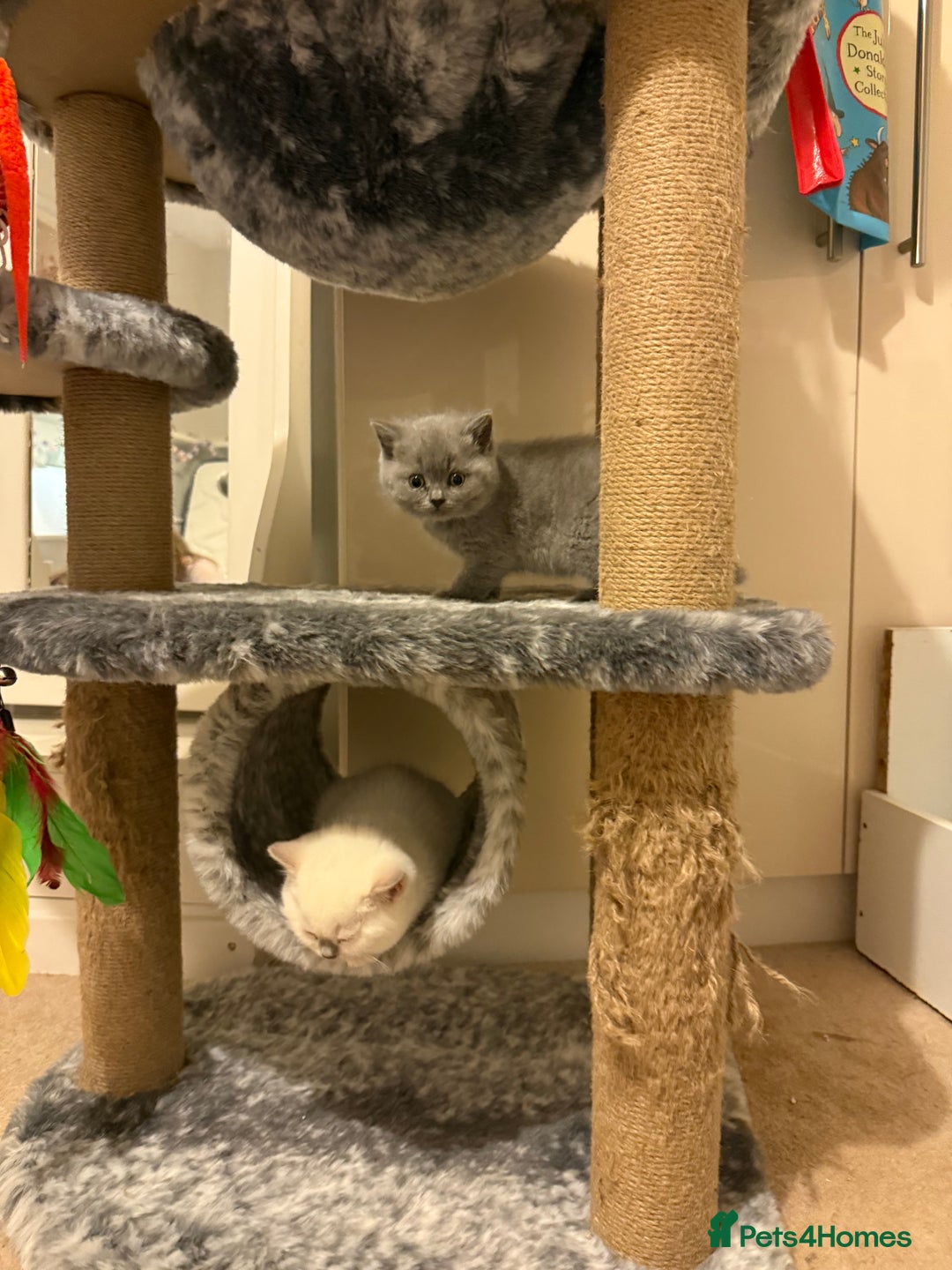 British Shorthair cats for sale: 🐱 Stunning GCCF British Shorthair Kittens  - Advert 3