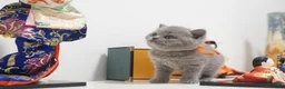 British Shorthair cats for sale: ✨ CIAOKITTY — BLUE BRITISH SHORTHAIR KITTENS ✨ in Widnes - Advert 14