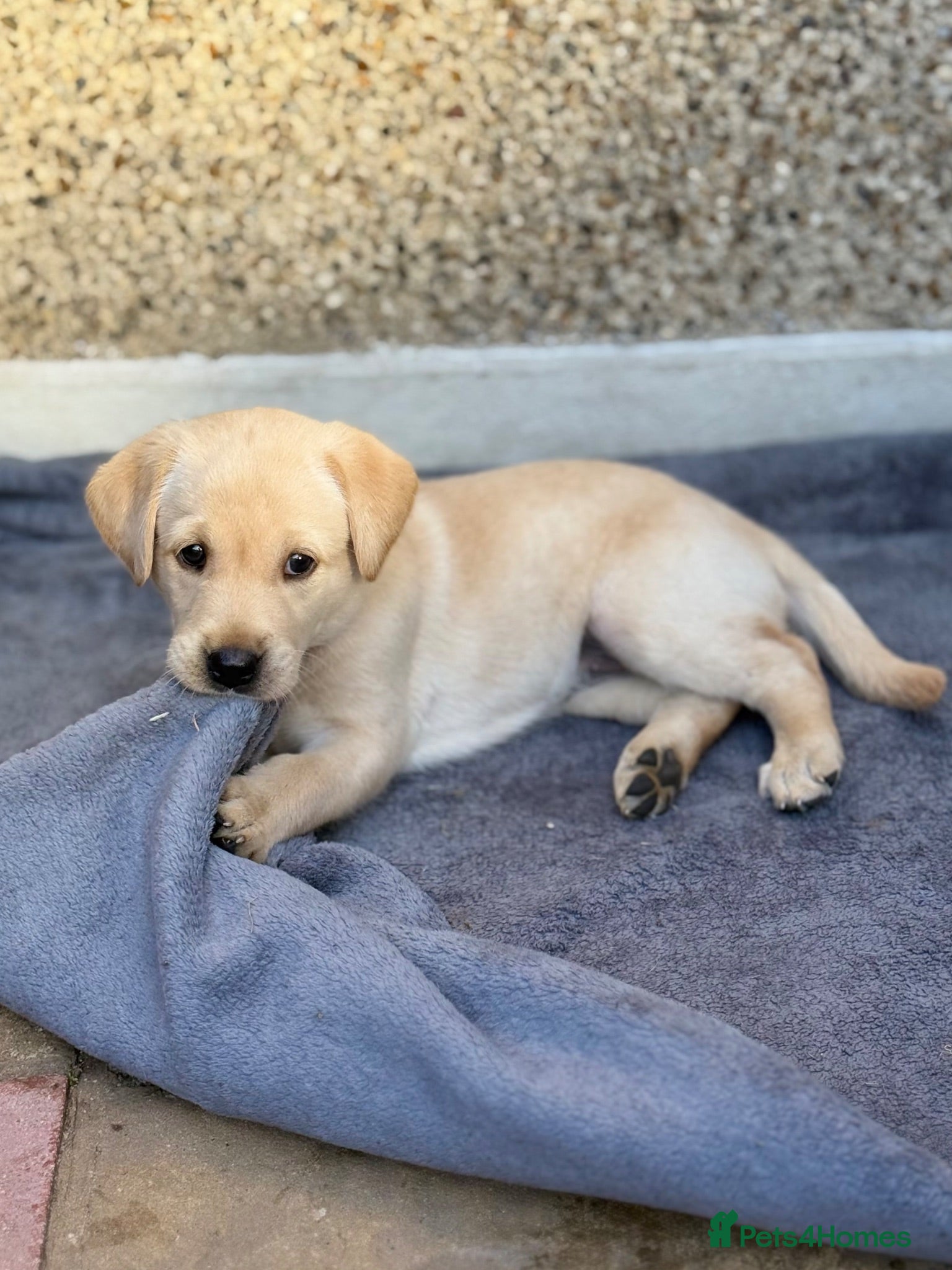 Labrador Retriever dogs KC Registered Working Labrador Puppies 🐾 - Advert 1