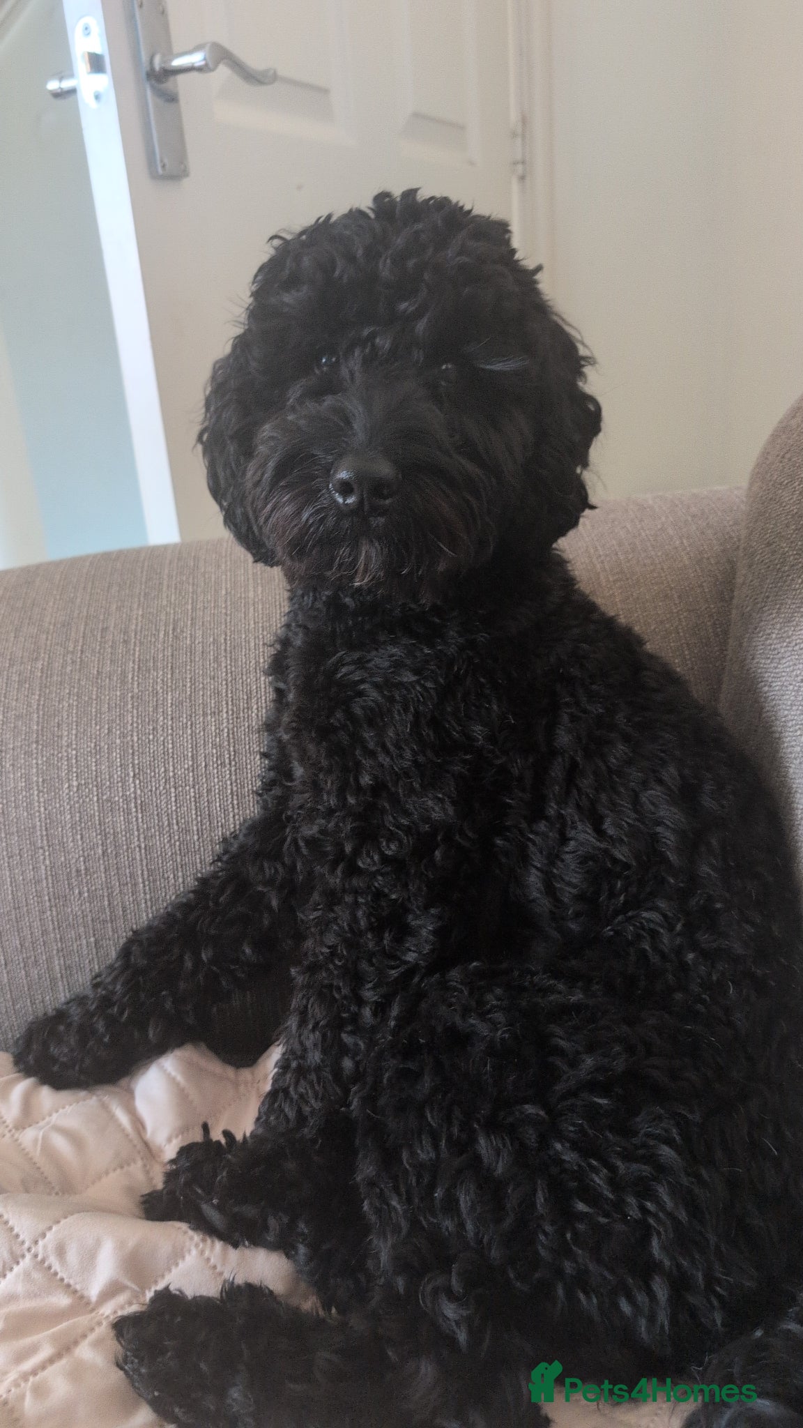 Cockapoo dogs Loving & excitable 1 year old cockapoo  - Advert 3