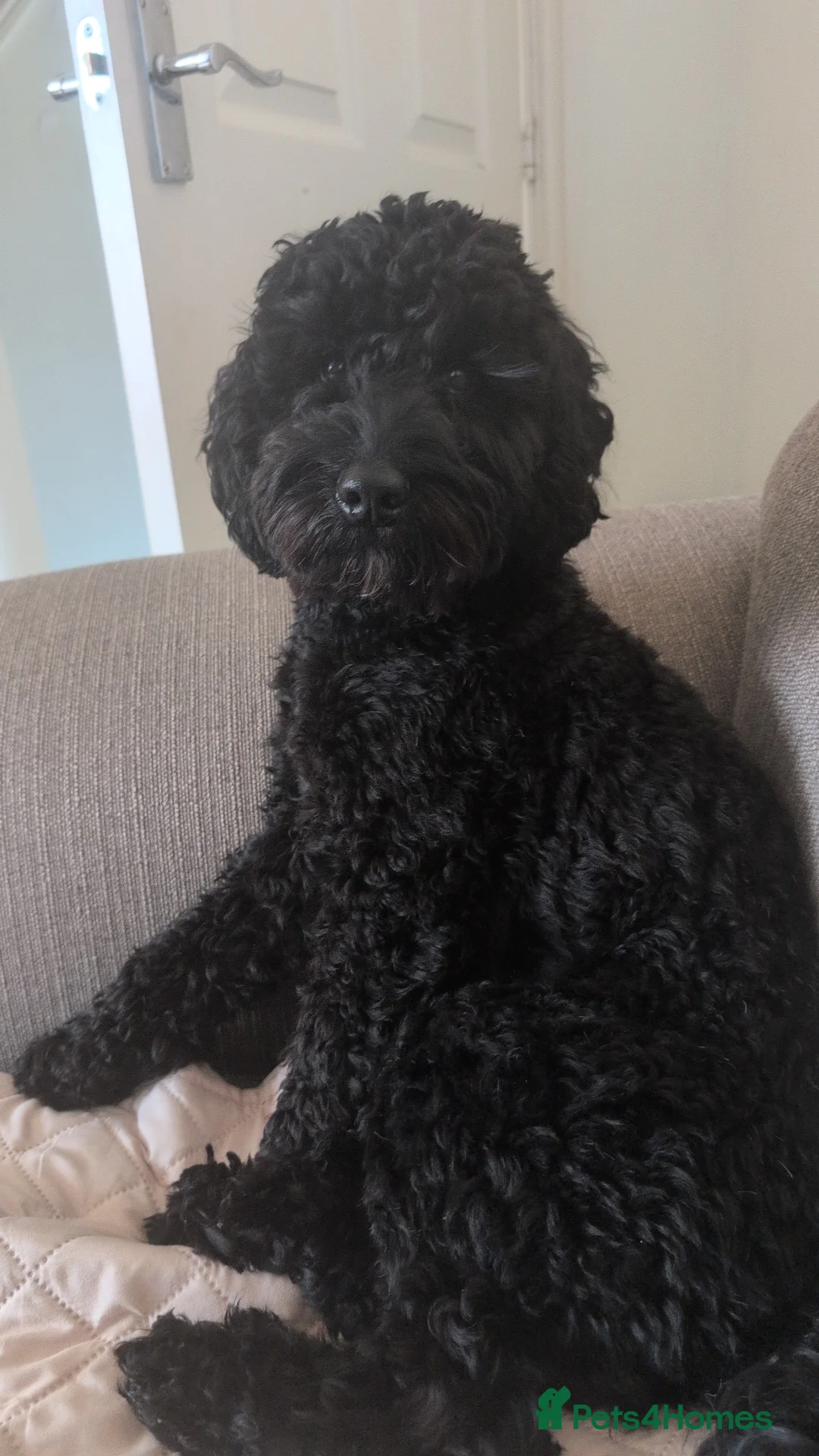 Cockapoo dogs for sale: Loving & excitable 1 year old cockapoo  - Advert 1