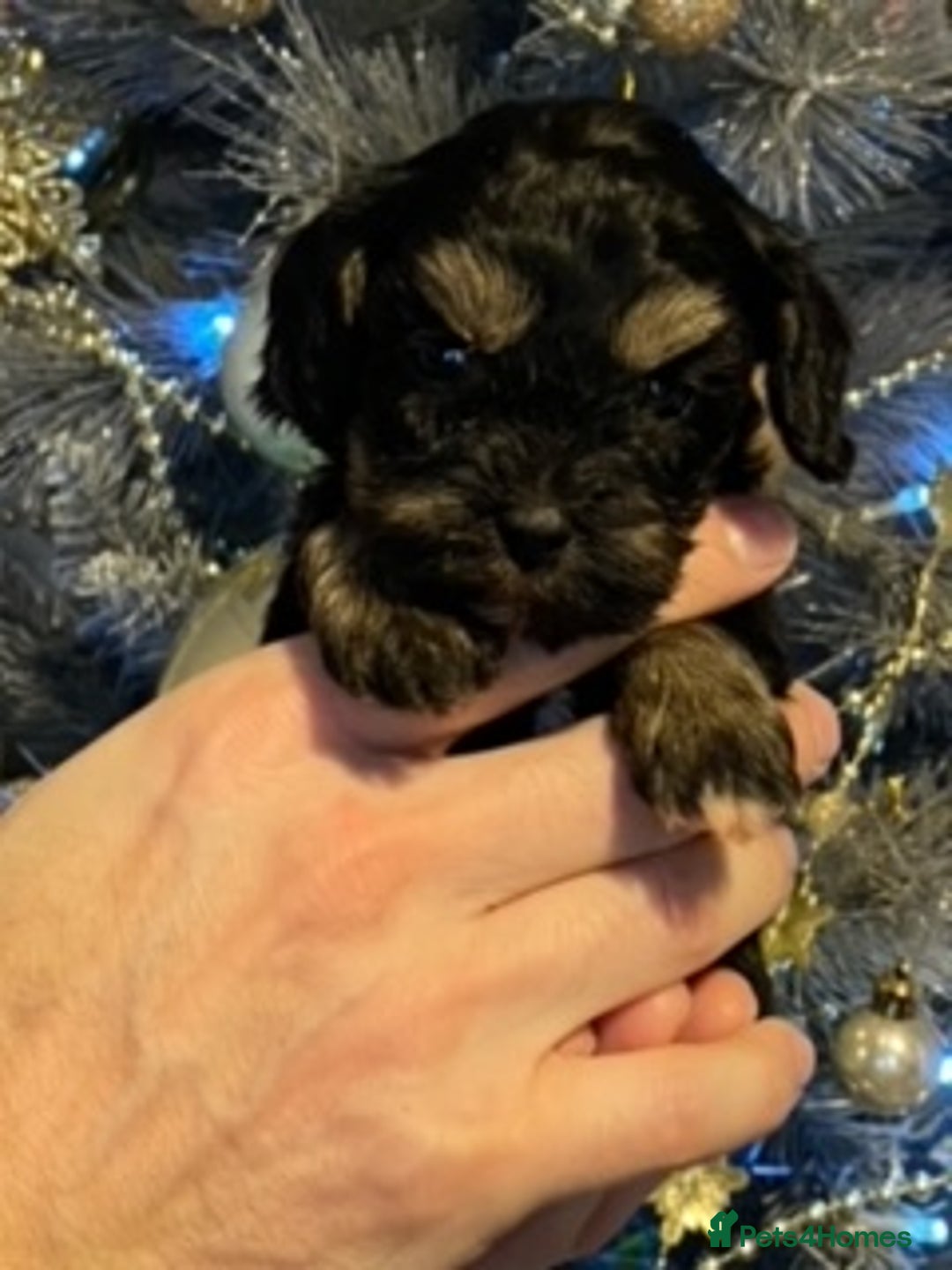 Cavapoo dogs for sale: F1 Cavapoo puppies 1 male 2 females - Advert 1