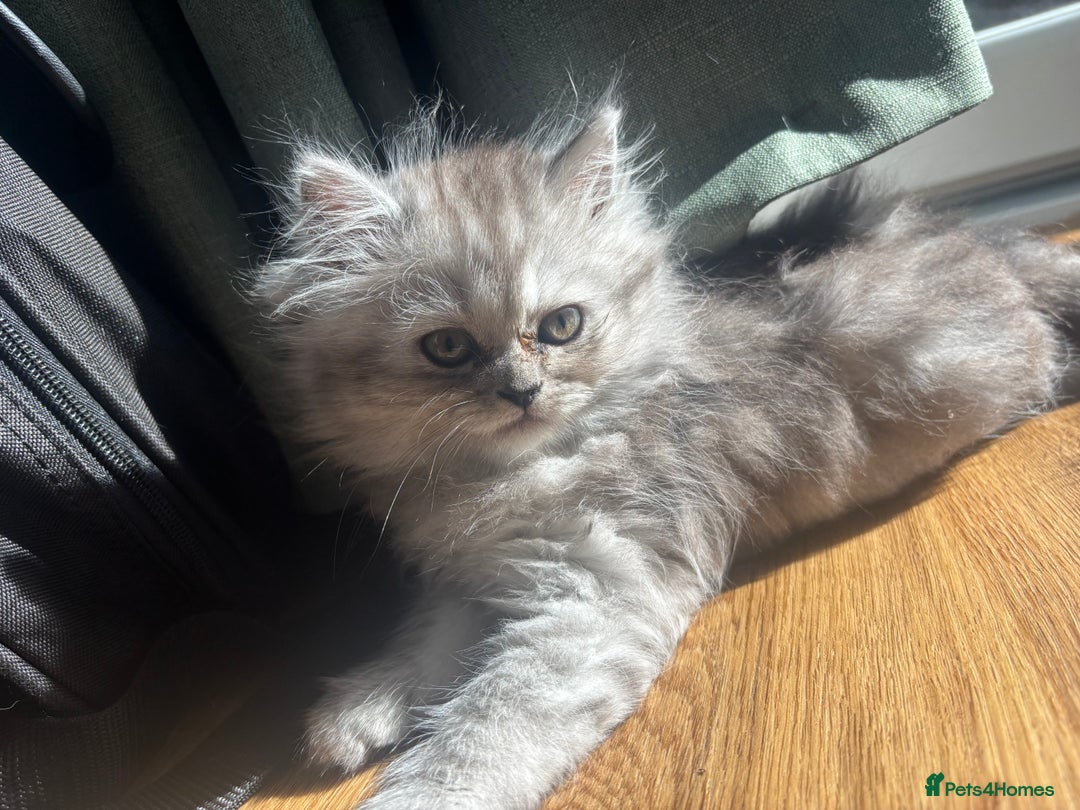 Persian cats for sale: Last Boy! Persian Ragdoll Kittens  - Image 10