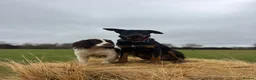 Huntaway dogs for stud: Huntaway for stud. - Advert 2