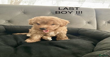 Maltipoo dogs - Advert 11