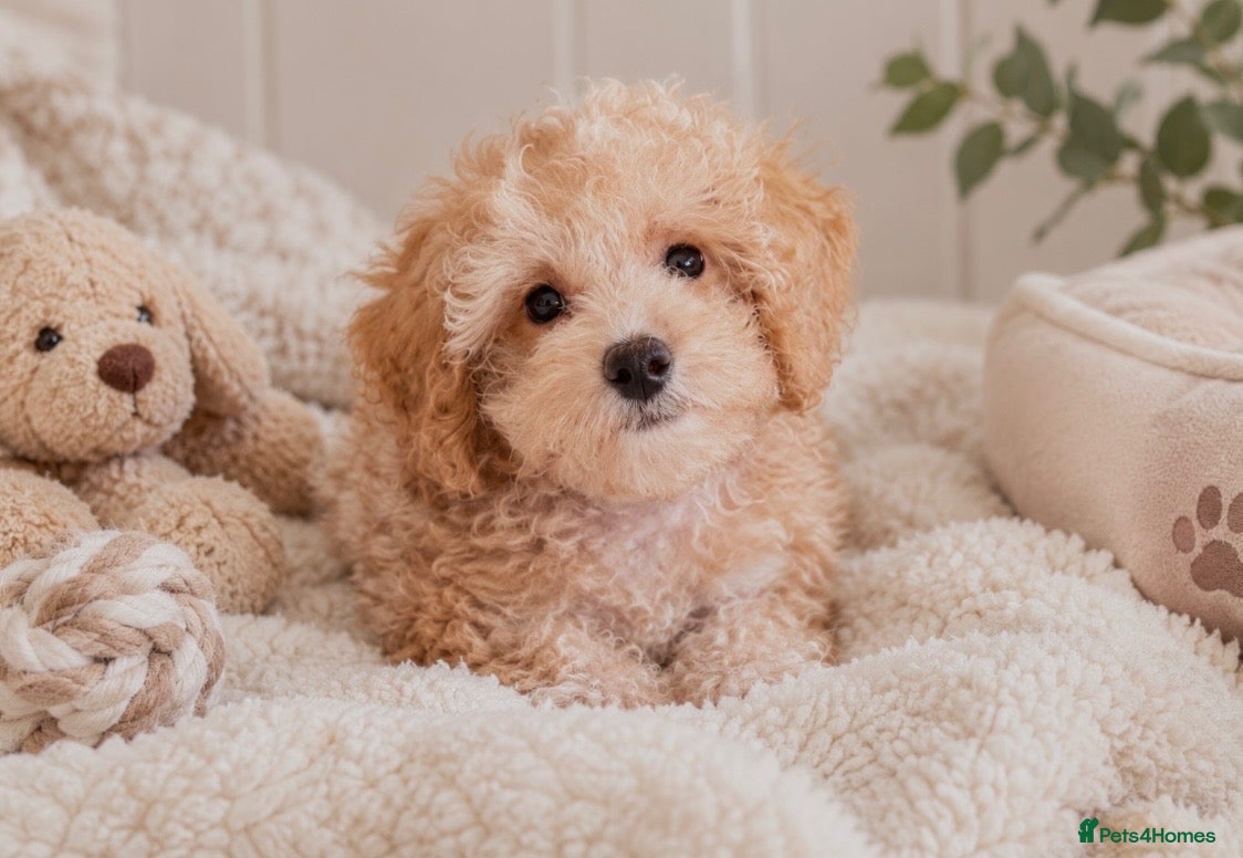 Maltipoo dogs Beautiful Apricot Toy Maltipoo Girl — Ready Now! ✨ - Advert 1