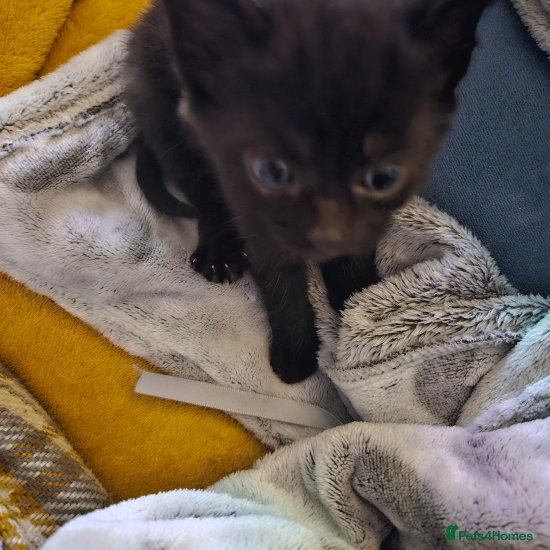 Mixed Breed cats for sale: 6 kittens for sale, ready now - Advert 4