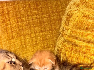 Maine Coon cats 3 Maine Coon kittens - Advert 1