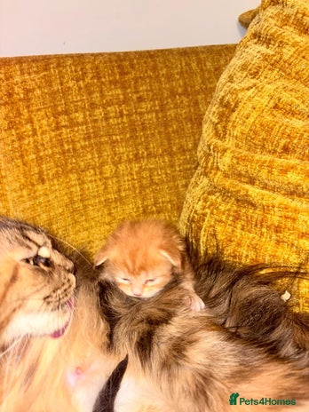 Maine Coon cats 3 Maine Coon kittens - Advert 1