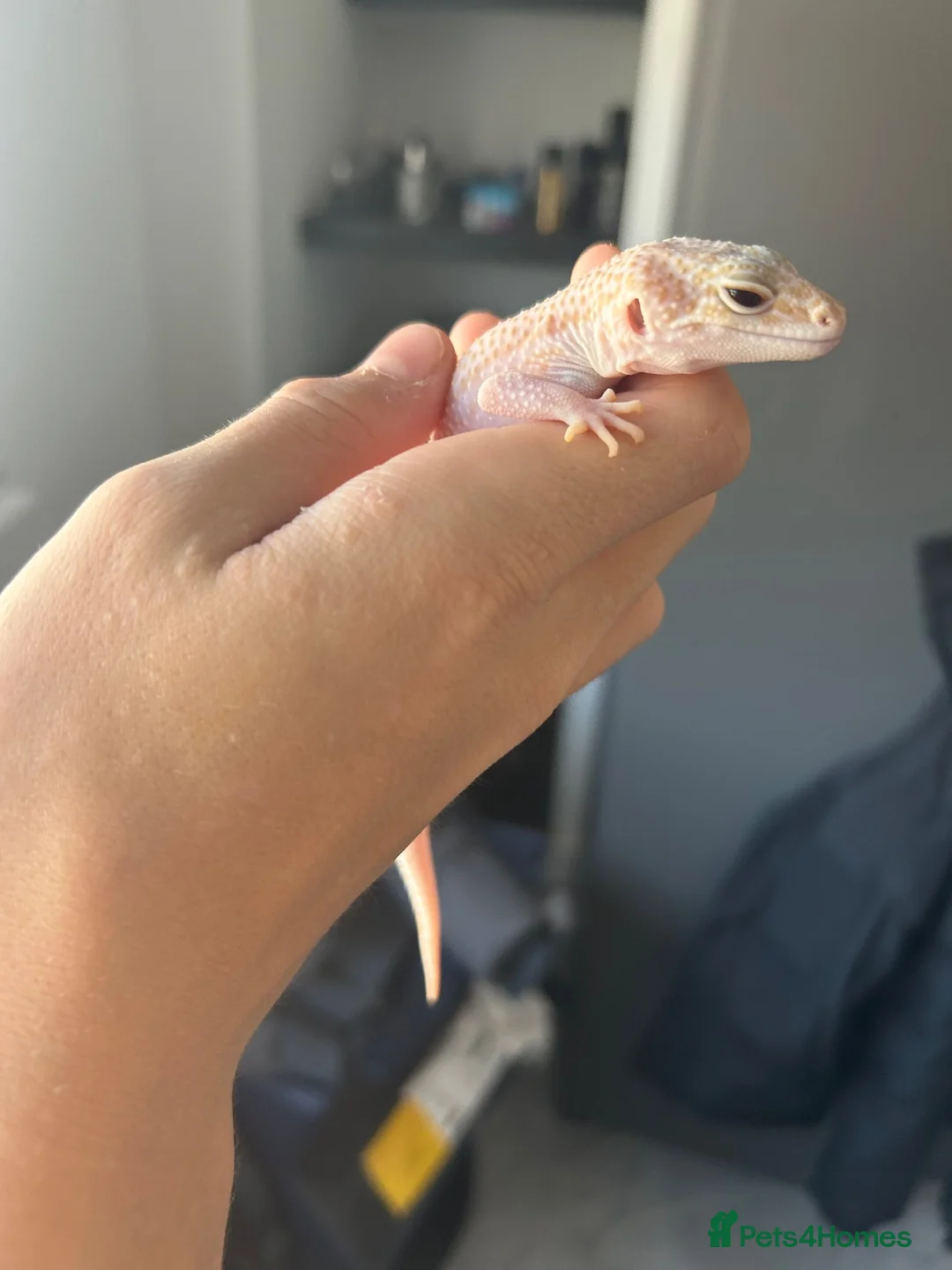 Leopard Gecko reptiles for sale: 2 female geckos born around the same time  - Advert 1