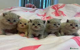 Brazilian Shorthair cats for sale: Pedigree British Shorthair Kittens Golden & Lilac - Image 3
