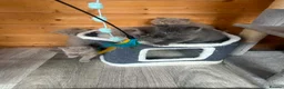 British Shorthair cats for sale: Selling british short hair kittens in Peterhead - Advert 13