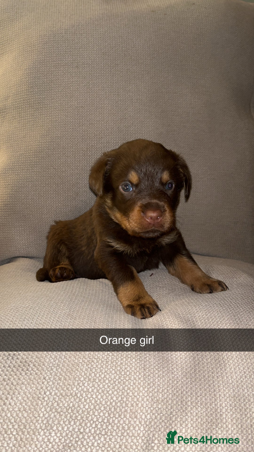 Rottweiler dogs for sale: Black & tan and red Rottweiler puppies - Advert 5