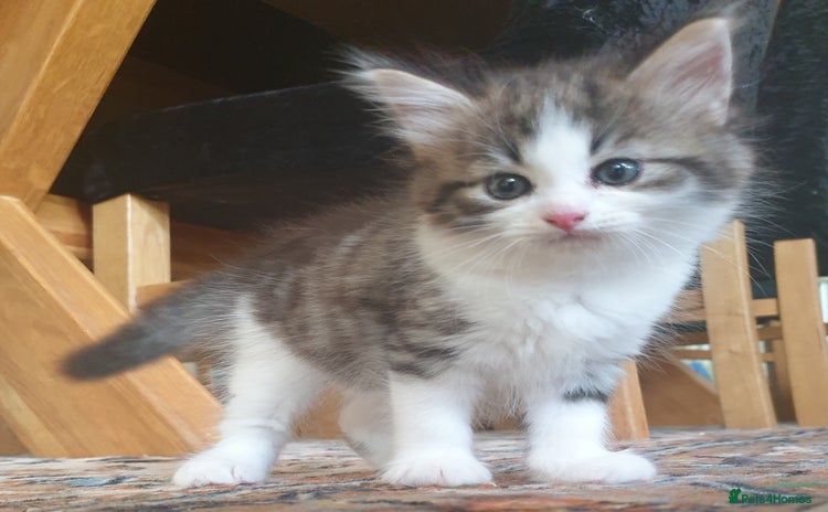 Siberian cats - Advert 2