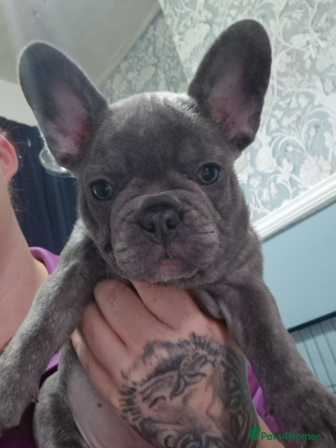 French Bulldog dogs for sale: Beautiful brindle french-bulldog girl left!  - Image 17