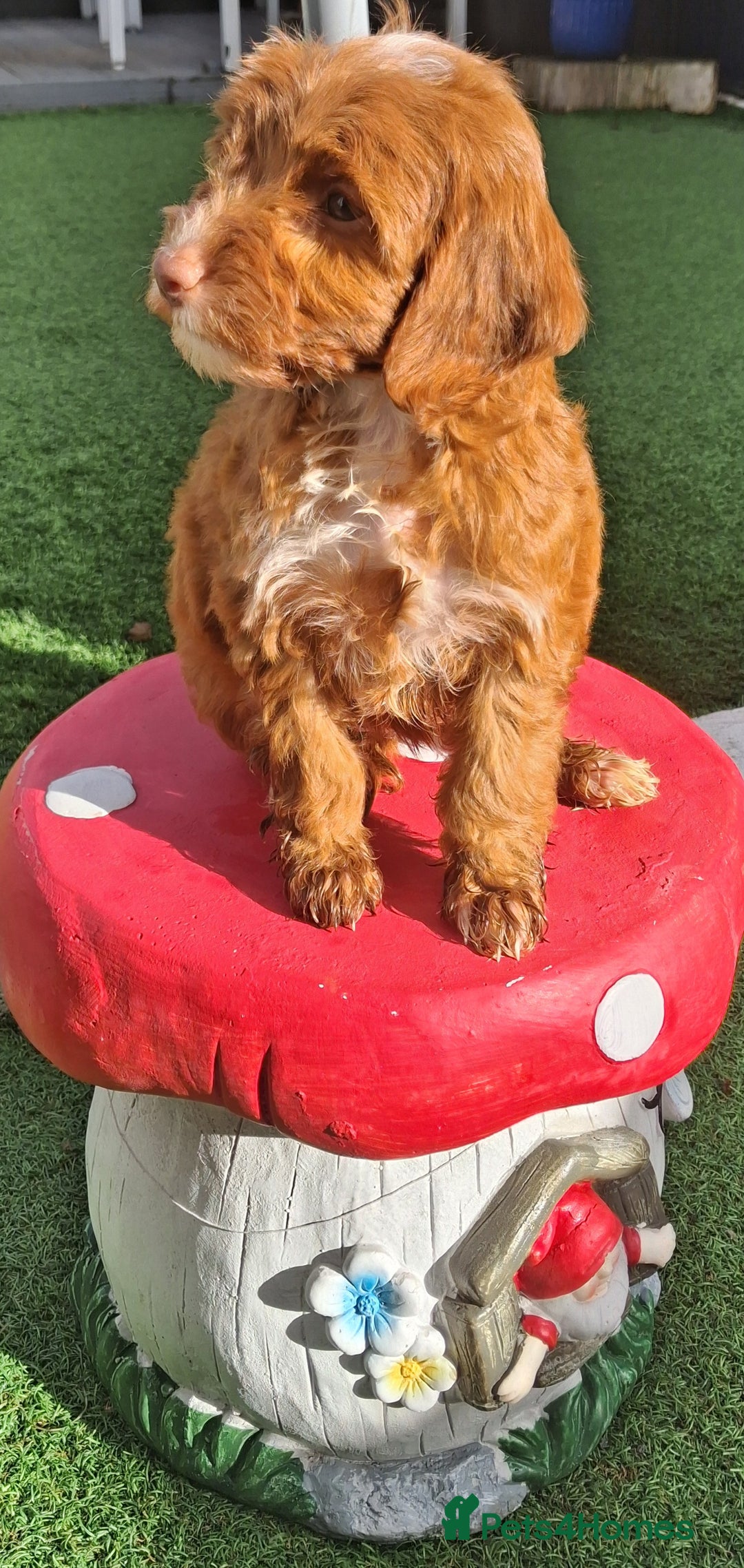 Cockapoo dogs for sale: ** LAST ADORABLE CURLY BLACK & WHITE COCKAPOOS **  - Advert 21