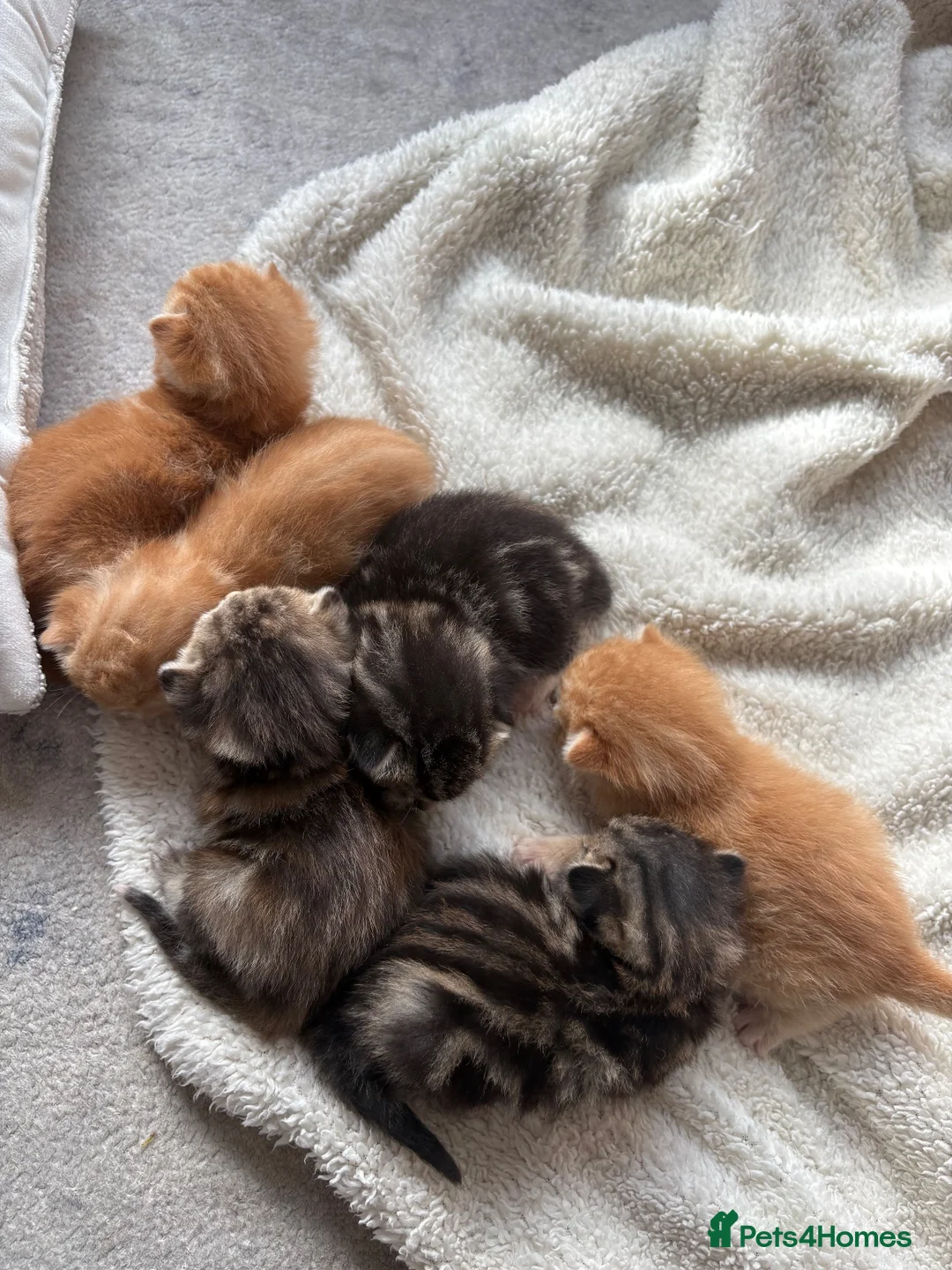 Mixed Breed cats for sale: 6 Absolutely Gorgeous Kittens!  - Advert 2