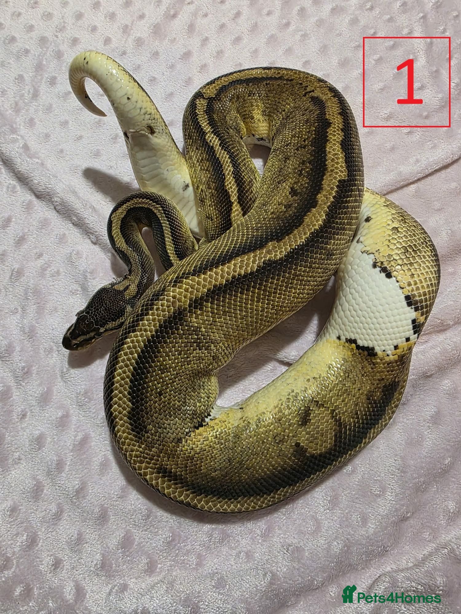 Python Snake reptiles rehoming/ breeding snakes - Advert 1