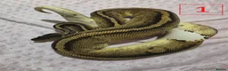 Python Snake reptiles for sale: rehoming/ breeding snakes - Advert 19
