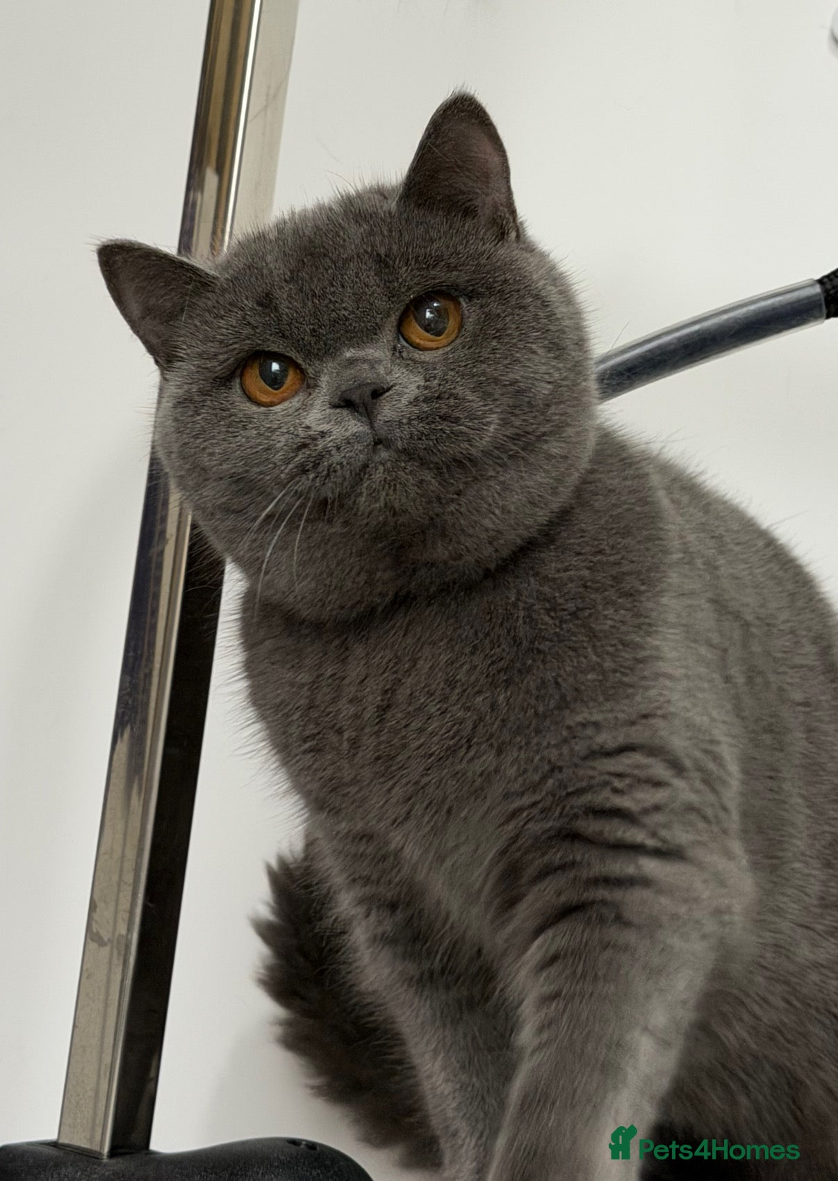 British Shorthair cats Blue girl available  - Advert 9
