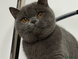 British Shorthair cats Blue girl available - Advert 9