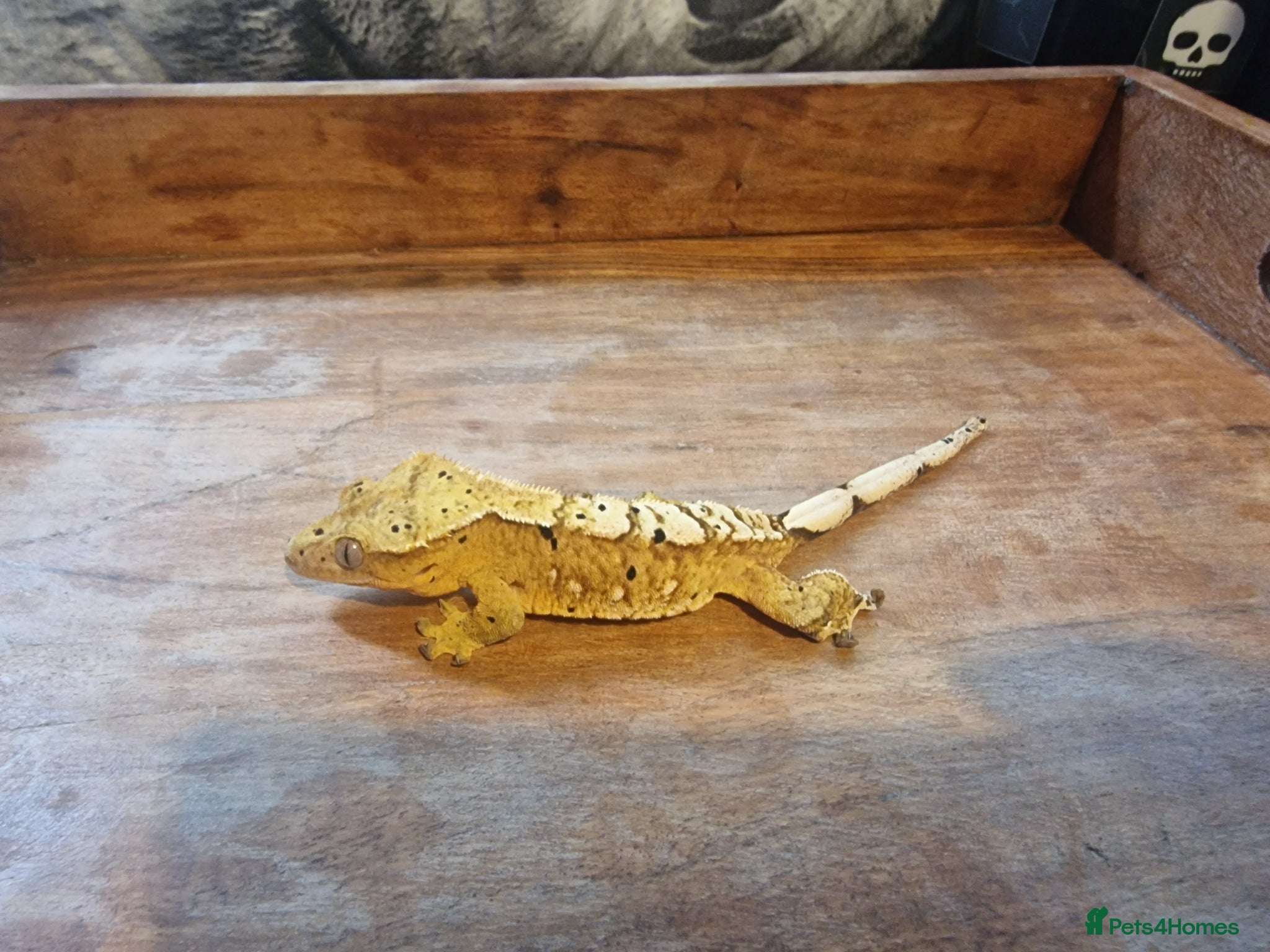 Gecko reptiles for sale: 8x Crested geckos/Full collection available!  - Advert 9