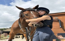 Irish Sports horses for sale: big beautiful bay 🥰 - Image 17
