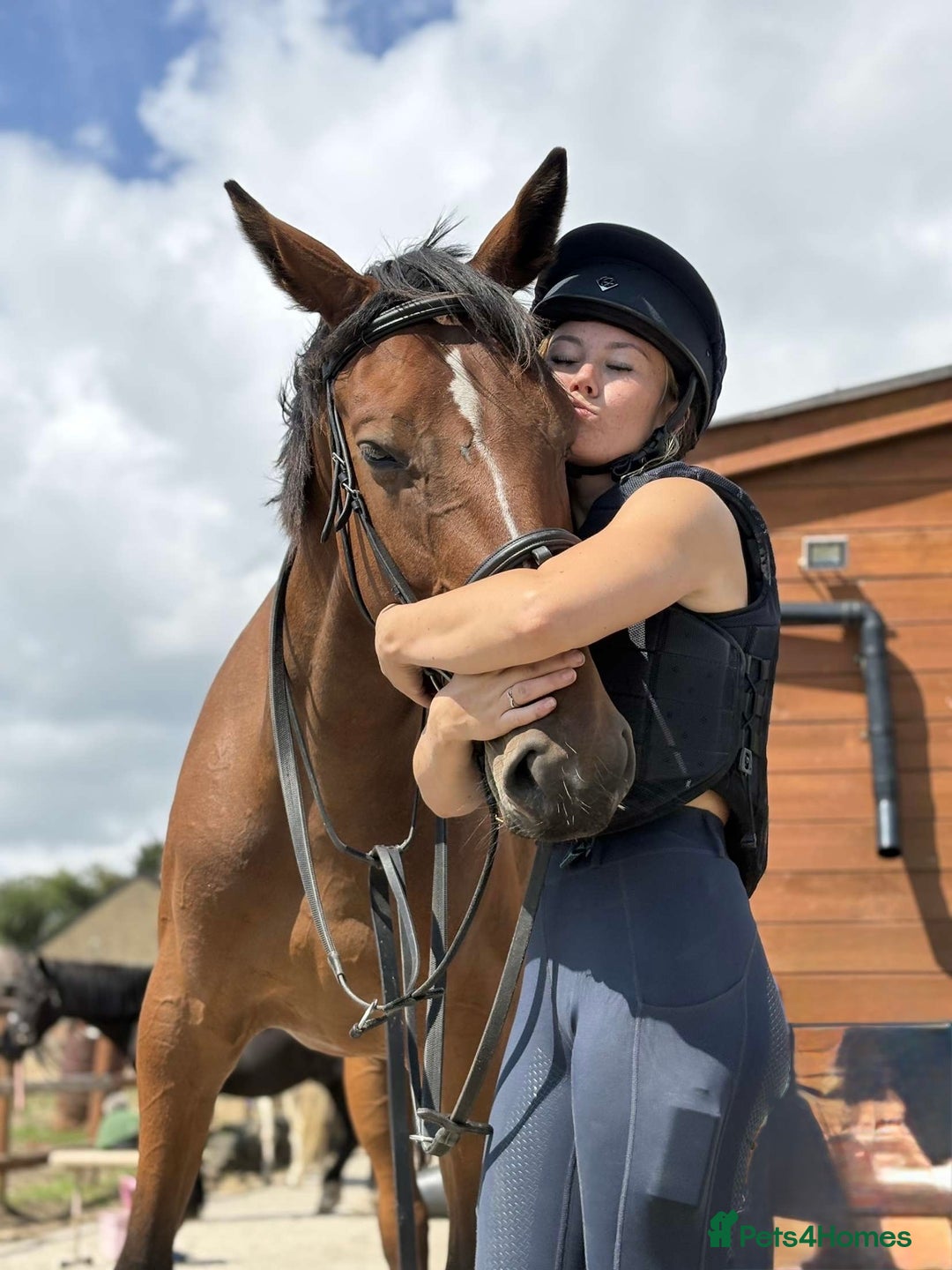 Irish Sports horses for sale: big beautiful bay 🥰 - Image 17