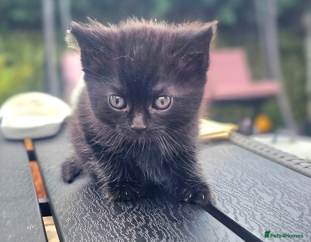Mixed Breed cats for sale: 2 mixed breed girls(black ones left now). - Image 11