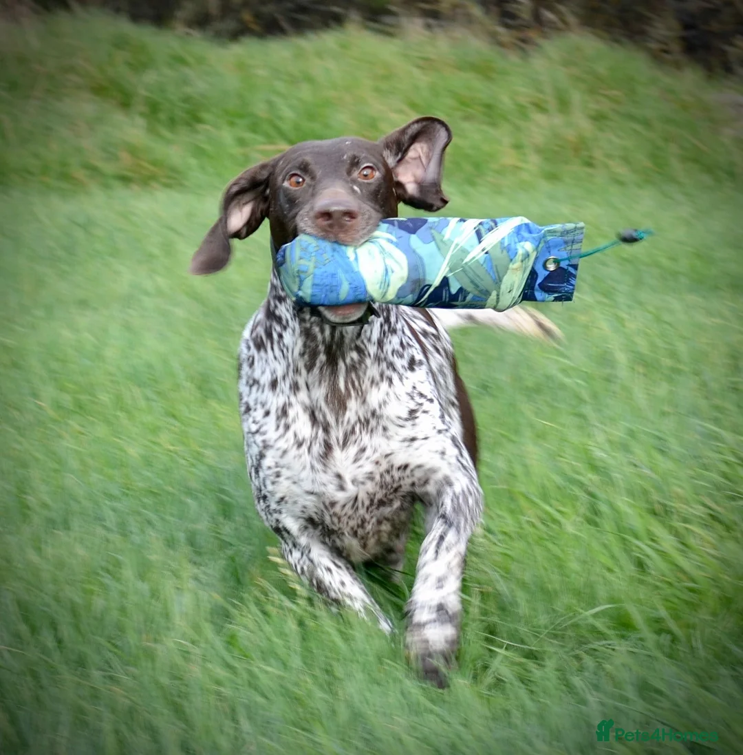 German Shorthaired Pointer dogs for sale: GSP Pups - 1 Boy available - Serbian Blood Lines - Advert 13