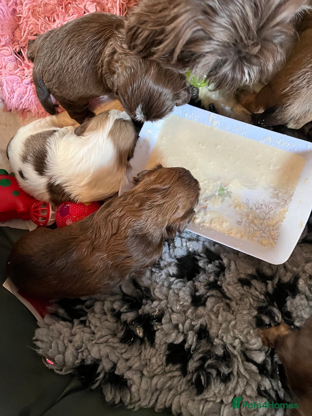 Shih Tzu dogs for sale: Adorable Shih Tzu puppies  - Image 8