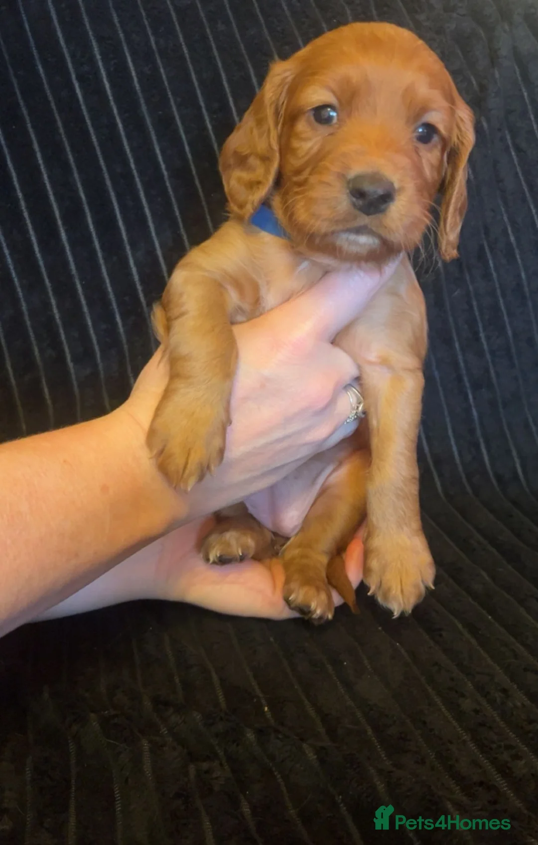 Cocker Spaniel dogs for sale: Working cocker spaniel puppies for sale - Advert 9