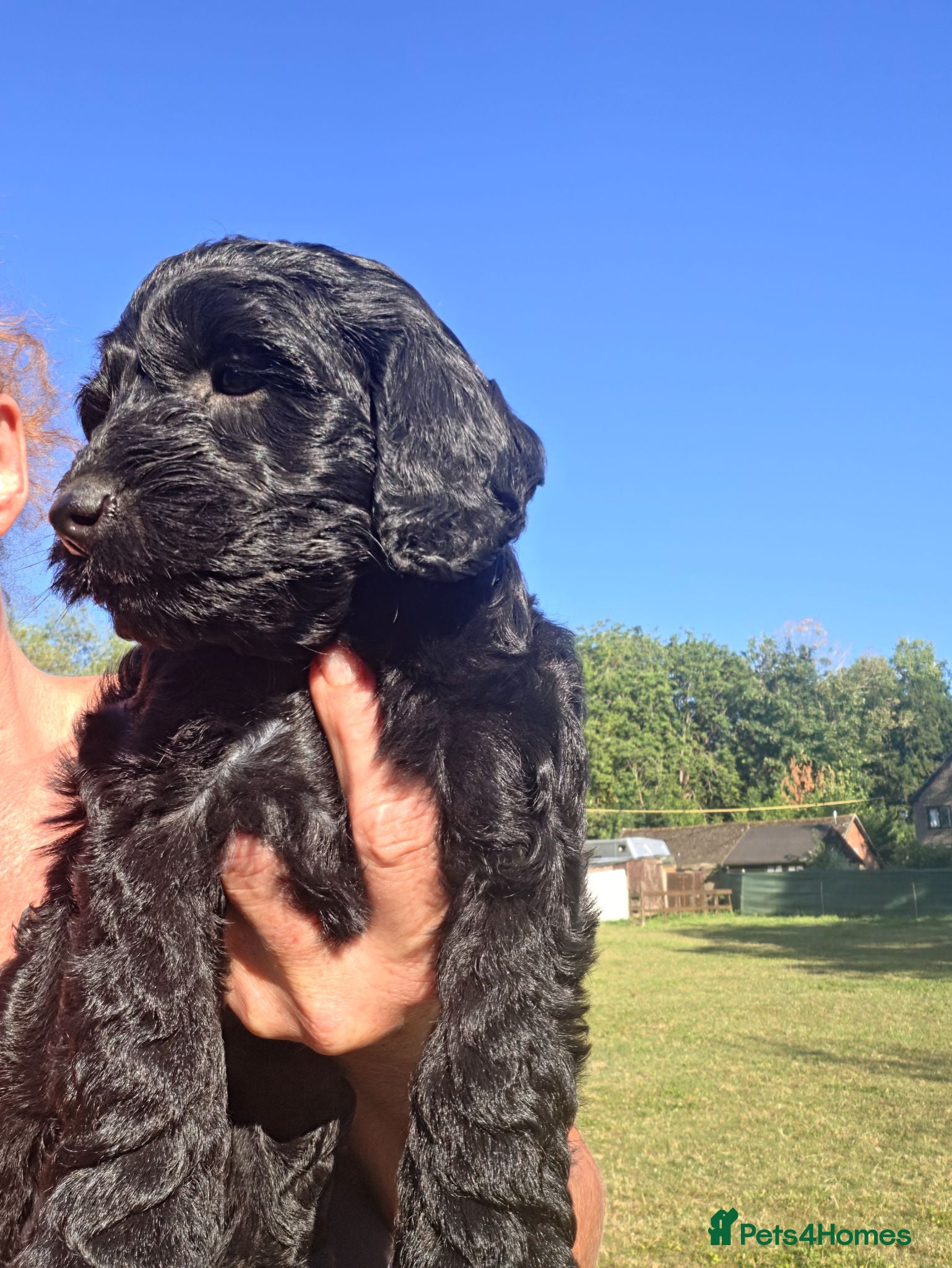 Cockapoo dogs Gorgeous cockapoos - Advert 2
