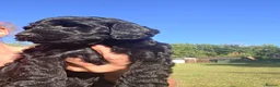 Cockapoo dogs for sale: Gorgeous cockapoos - Advert 17
