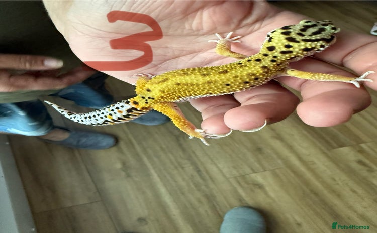 Leopard Gecko reptiles - Advert 6