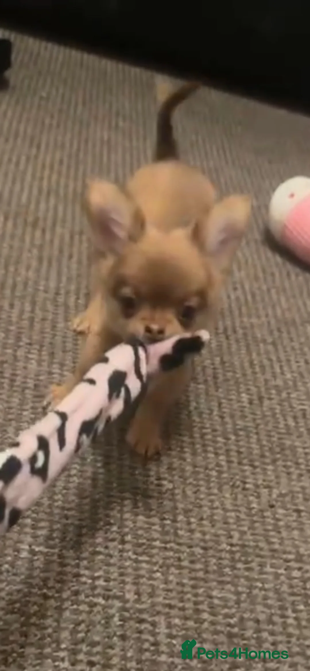 Chihuahua dogs for sale: chihuahua - Advert 2