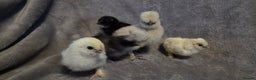 Chickens poultry for sale:  NEW 2026 USA  silkie/ silkies chick's  - Advert 6