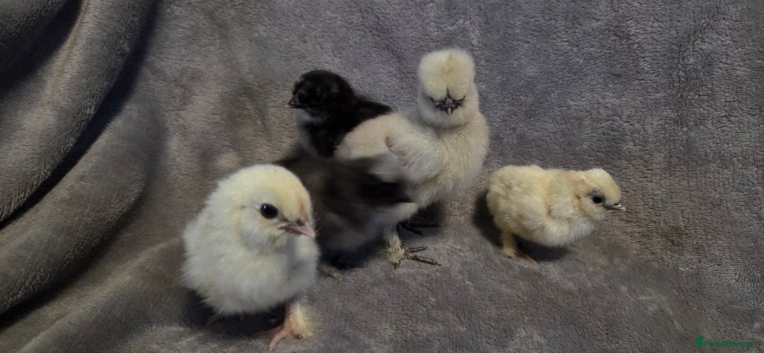 Chickens poultry for sale:  NEW 2026 USA  silkie/ silkies chick's  - Advert 6