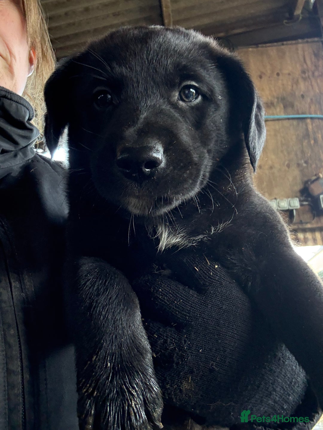 Mixed Breed dogs for sale: Labrador cross collie - Advert 3
