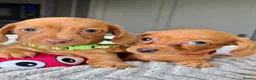 Miniature Dachshund dogs for sale: Kanninchen size Smooth Coat Dachshund Puppies - Advert 4