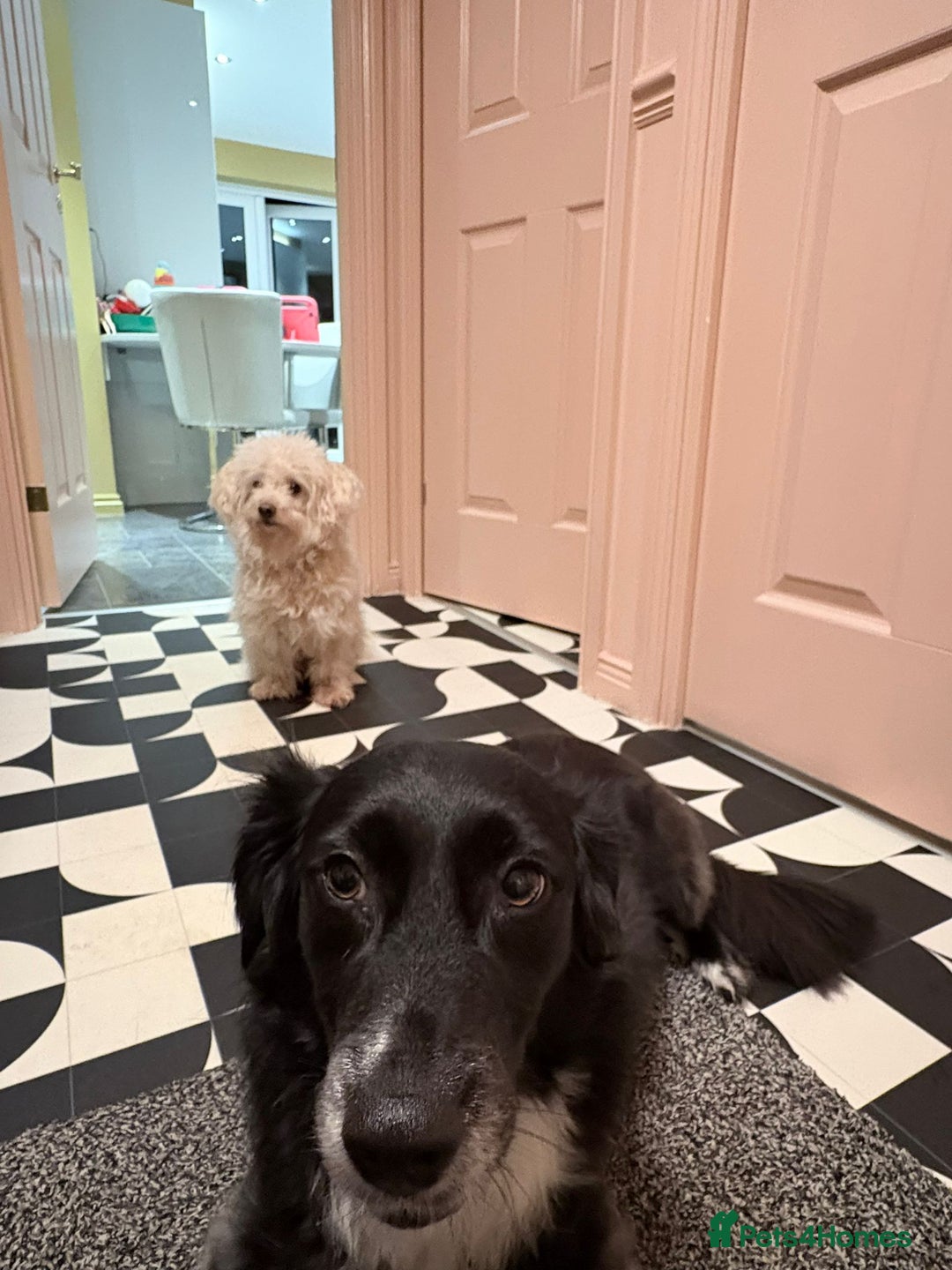 Mixed Breed dogs for adoption: A Sensitive Soul Looking for His Safe, Loving Home - Advert 20